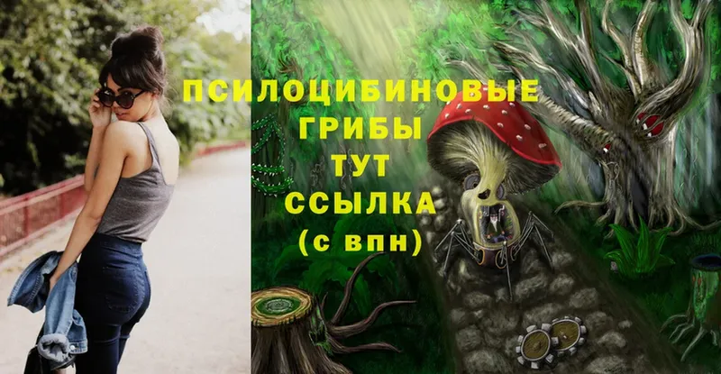 Псилоцибиновые грибы Psilocybine cubensis  Североморск 